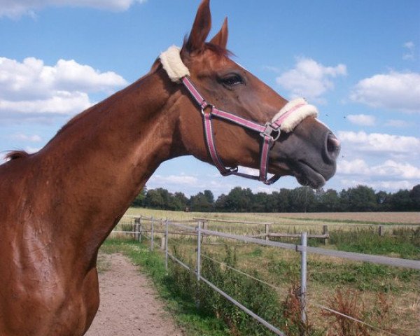 broodmare Debüt (Westphalian, 1997, from Dinard L)