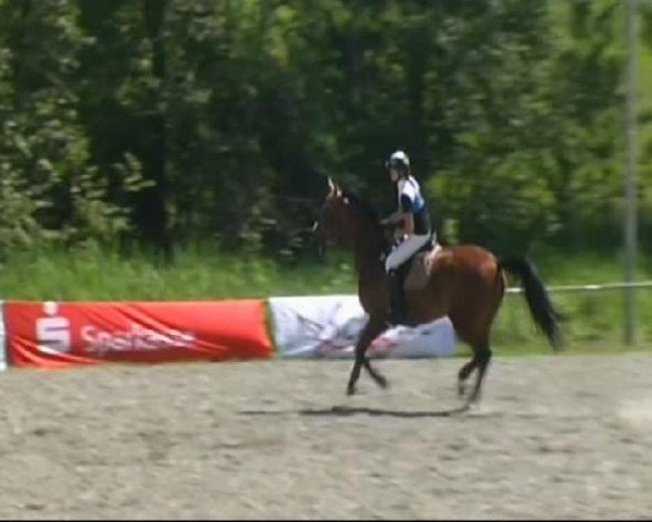 jumper Glenn Marina (German Sport Horse, 2003, from Glenn Mentino)