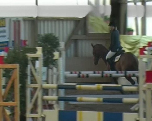 horse Ramazotti 95 (German Warmblood, 1998, from Red Ruby)