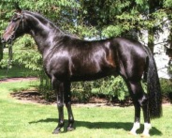 horse Don Primero (Oldenburg, 1985, from Donnerhall)