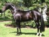 stallion Don Primero (Oldenburg, 1985, from Donnerhall)