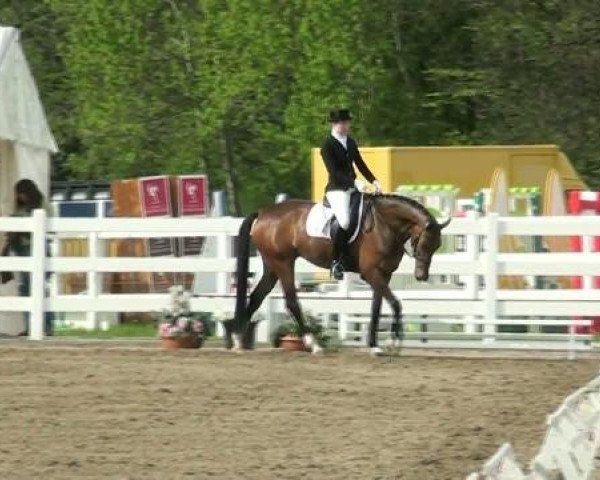 dressage horse Batumi 7 (Hanoverian, 2006, from Breitling W)