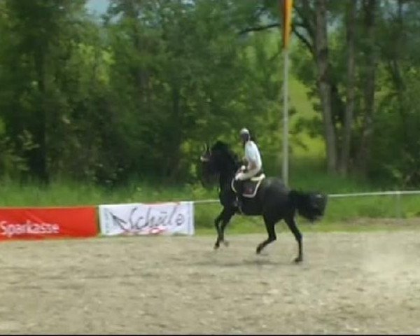 Pferd Valora (Holsteiner, 2005, von Contender)