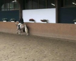 dressage horse No Doubt 10 (Haflinger, 2006, from Naiv (2,34% ox))