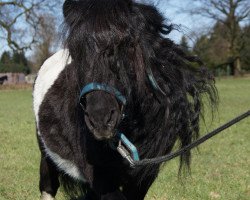 Deckhengst Krummhörn's Esprit (Shetland Pony (unter 87 cm), 1996, von Erik de Bibiana)