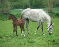 broodmare Viola Royale (Holsteiner, 2005, from Casall)