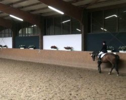 dressage horse Emma Peel 36 (Hanoverian, 2005, from Ehrenwort)