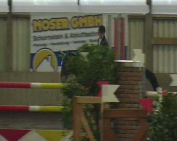 jumper Finess 136 (Württemberger, 1998, from Feinbrand)