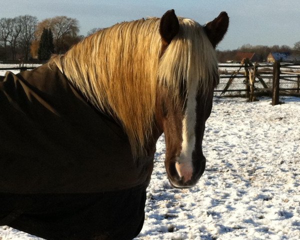 horse Apollo (Haflinger, 1995)