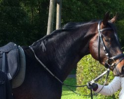 dressage horse Don Dorado Massimo (Rhinelander, 2007, from Don Frederico)