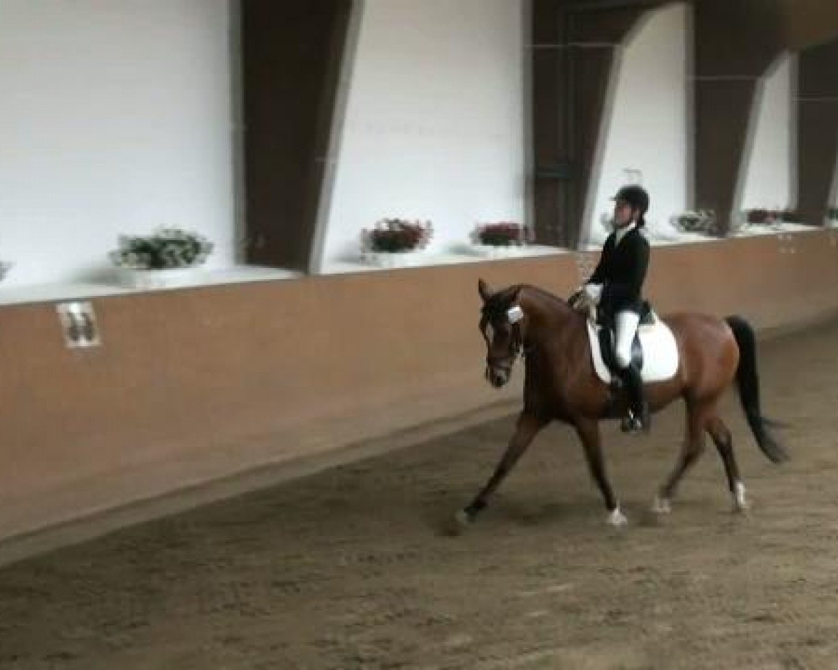 dressage horse Top Secret 28 (German Riding Pony, 1996, from Top Nonstop)