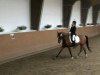 dressage horse Top Secret 28 (German Riding Pony, 1996, from Top Nonstop)