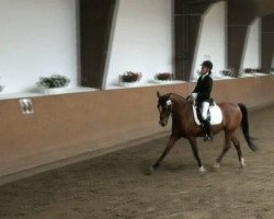 dressage horse Top Secret 28 (German Riding Pony, 1996, from Top Nonstop)