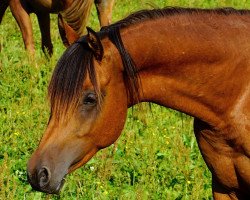 horse GS Karim ox (Arabian thoroughbred, 2013, from Kalif OS ox)