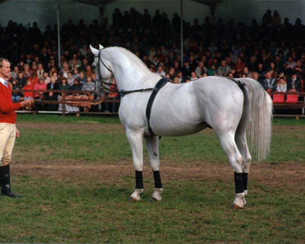 stallion Kolibri (Mecklenburg, 1979, from Kobold I)
