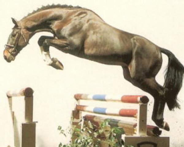 stallion Locato (Holsteiner, 1987, from Lord)