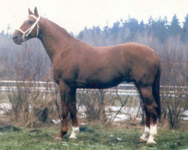 stallion Quoniam II-238 (Russian Trakehner, 1983, from Quoniam II-A)