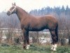 Deckhengst Quoniam II-238 (Russisch Trakehner, 1983, von Quoniam II-A)