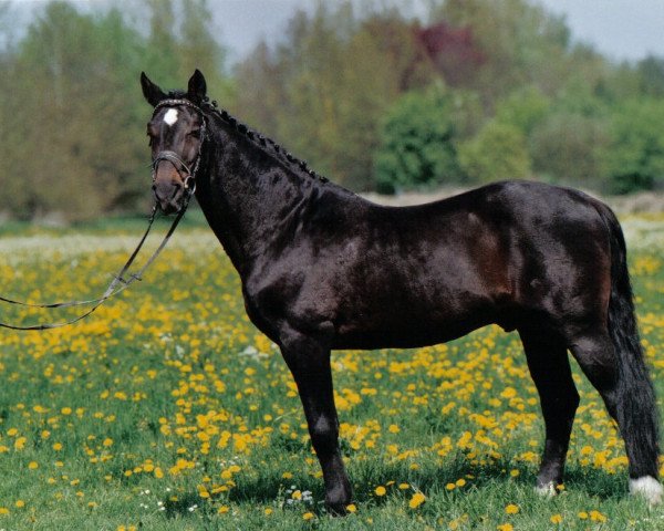 Pferd Romino (Holsteiner, 1979, von Ramiro Z)