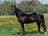 stallion Romino (Holsteiner, 1979, from Ramiro Z)