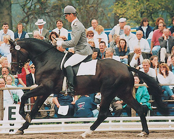 stallion Falkenstern II (Hanoverian, 1994, from Werther)