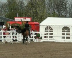 dressage horse Romeo Montague 3 (Hanoverian, 2000, from Rotspon)