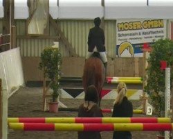 horse Copperfield 43 (German Sport Horse, 2000, from Montezuma)