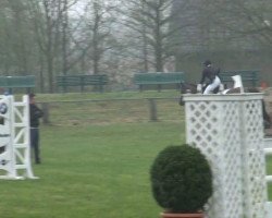 dressage horse Evita K 2 (Rhinelander, 2001, from Ehrentanz I)