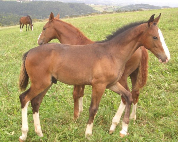 dressage horse Goltano (Austrian Warmblood, 2011, from Goldfever)