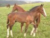 dressage horse Goltano (Austrian Warmblood, 2011, from Goldfever 3)