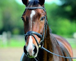 Springpferd Gregory (Brandenburger, 2003, von Glenn Mentino)