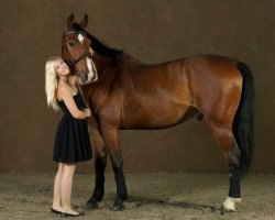 Pferd Cajeron (Polnisches Warmblut, 2006, von Cajero)