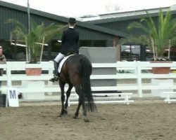 dressage horse Dr.Petterson (Hanoverian, 2001, from Donnerhall)