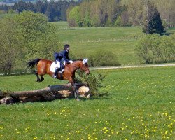 horse Amber (Hanoverian, 1992, from Amerigo Vespucci xx)