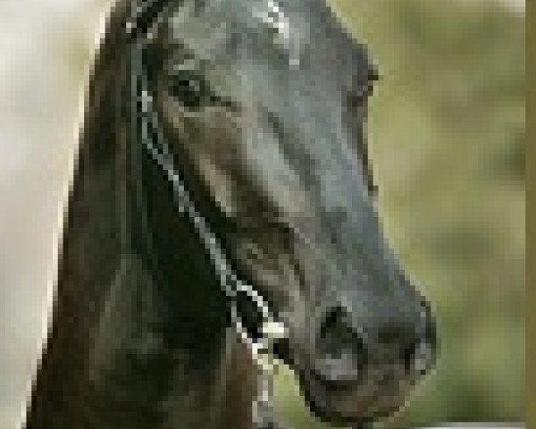 stallion Downtown (Hanoverian, 2003, from Don Frederico)