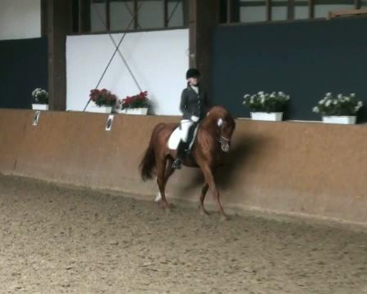 stallion Landor Son (Oldenburg, 1998, from Landor S)