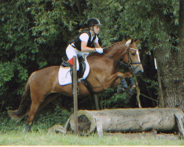dressage horse Josefin's Aimy (German Warmblood, 2006)