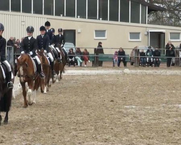 dressage horse Valentino 176 (unknown, 1996)