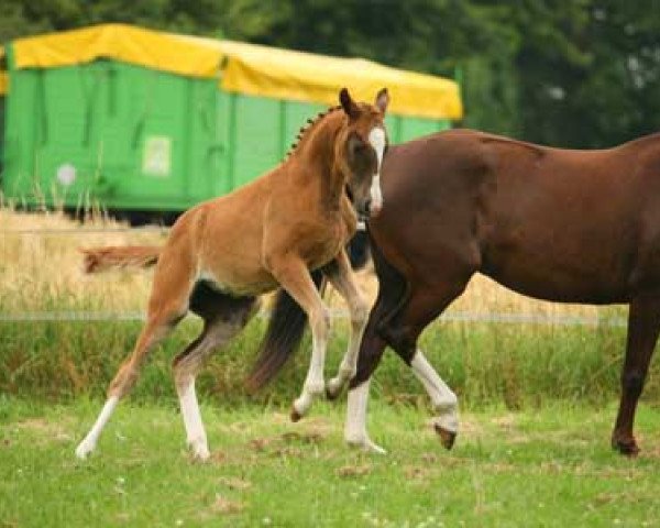 dressage horse McD's Irish Shamrock (German Riding Pony, 2009, from Pythagoras B)