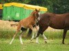 dressage horse McD's Irish Shamrock (German Riding Pony, 2009, from Pythagoras B)