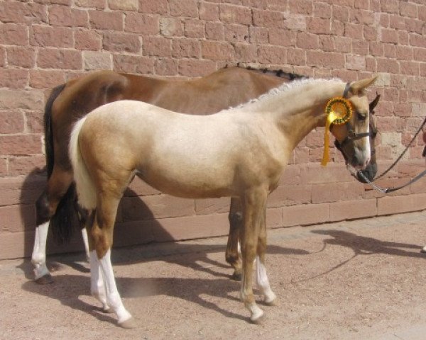 dressage horse Coco de Luxe (German Riding Pony, 2010, from FS Champion de Luxe)