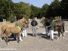 Zuchtstute McD Royalty De Luxe (Deutsches Reitpony, 2011, von FS Champion de Luxe)