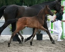 broodmare Night Feeling (Zweibrücken, 2008, from Newton)