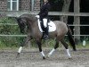 Zuchtstute Brandy Dew Drop (Belgisches Reitpony, 2007, von Dornik B)