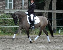 dressage horse Brandy Dew Drop (Belgisches Reitpony, 2007, from Dornik B)