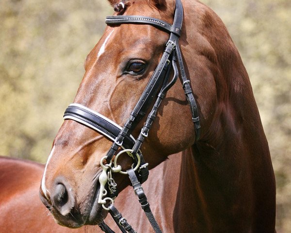 broodmare D'anna (Oldenburg, 1998, from Donnerhall)