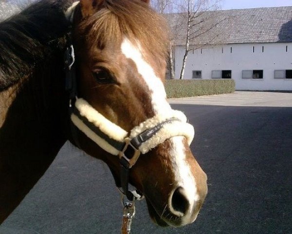 broodmare Bonny-Lee (German Riding Pony, 1995, from Mennea xx)