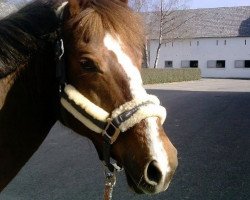 dressage horse Bonny-Lee (Deutsches Reitpony, 1995, from Mennea xx)