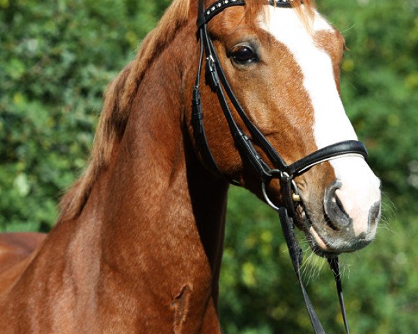 dressage horse Atre'ju (Hessian Warmblood, 2001, from Almaz)