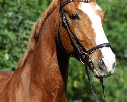 dressage horse Atre'ju (Hessian Warmblood, 2001, from Almaz)